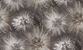 Tapete Amazing 1.06m 40982/286819